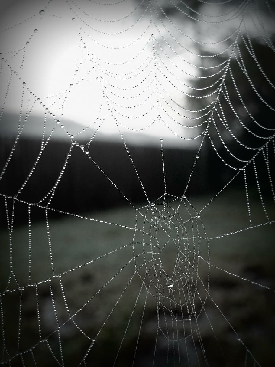 web, spider web with water beads, nature, dew, drop, arachnid HD wallpaper