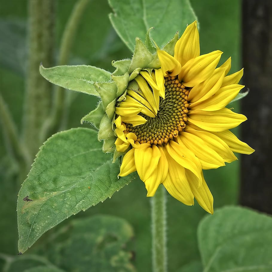 Hd Wallpaper Sun Flower Helianthus Plant Yellow Helianthus Annuus