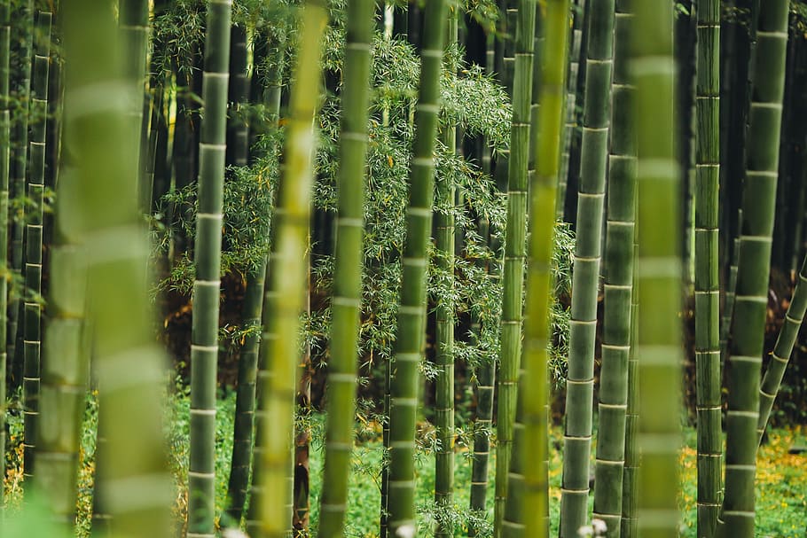 green bamboo forest photography, plant, grass, environment HD wallpaper