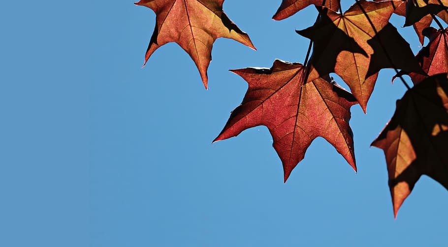 maple leaves under blue sky during daytime, nature, sun, color HD wallpaper