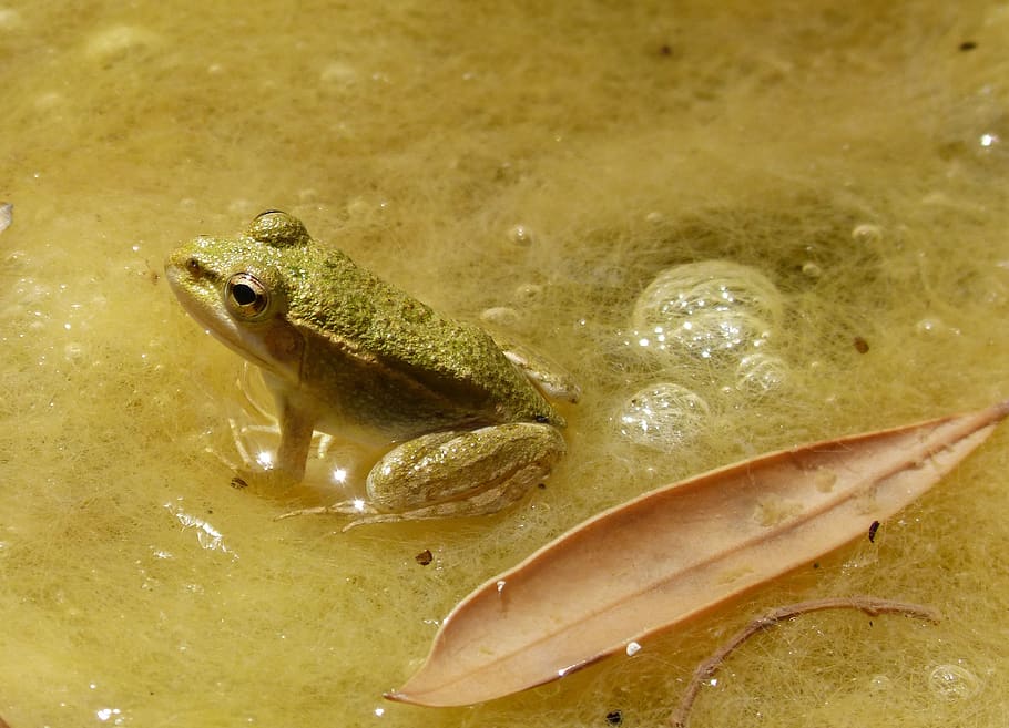 frog, small, tiny, batrachian, raft, algae, animal, vertebrate HD wallpaper