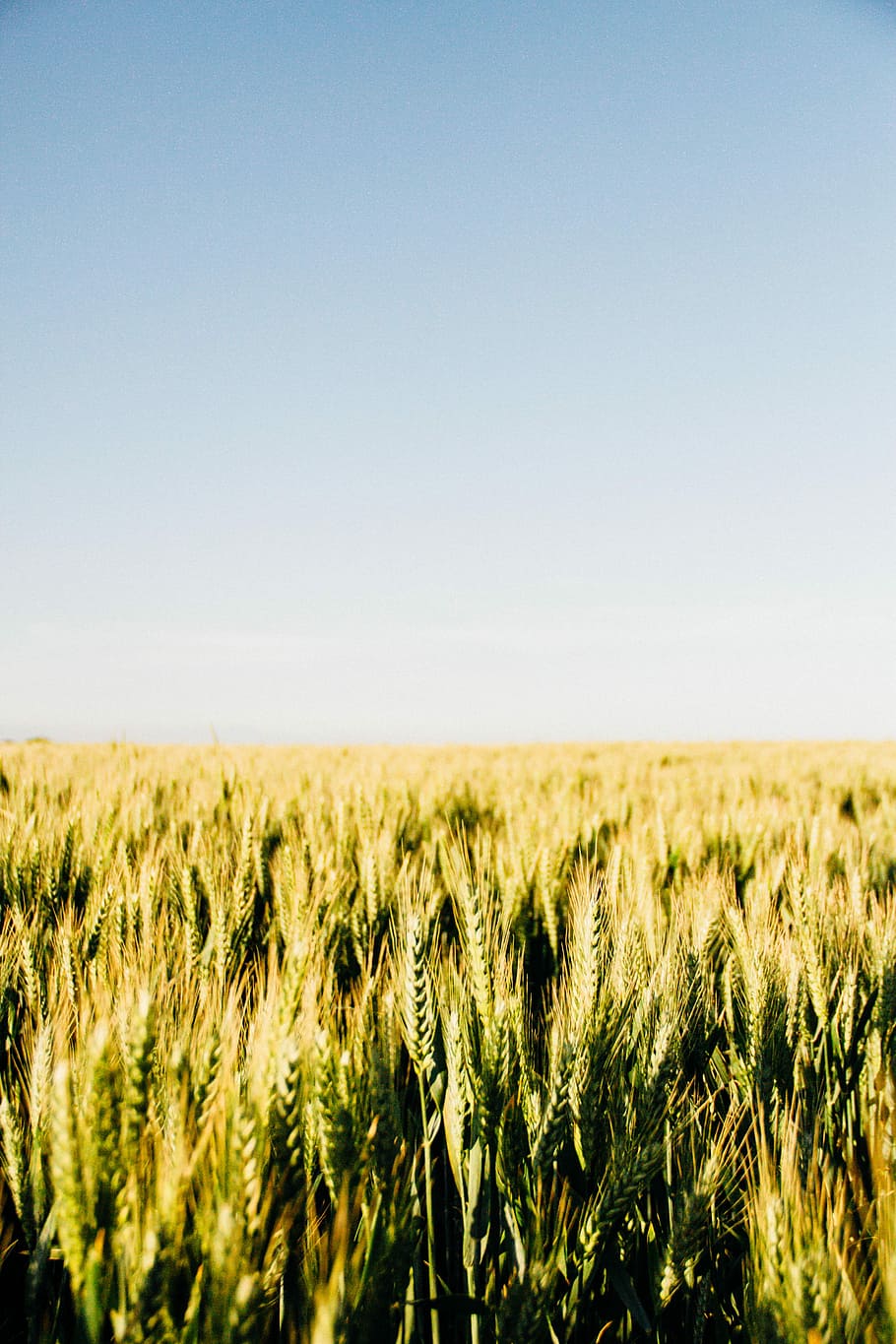 malt field, wheat field during daytime, plant, sky, field of wheat HD wallpaper