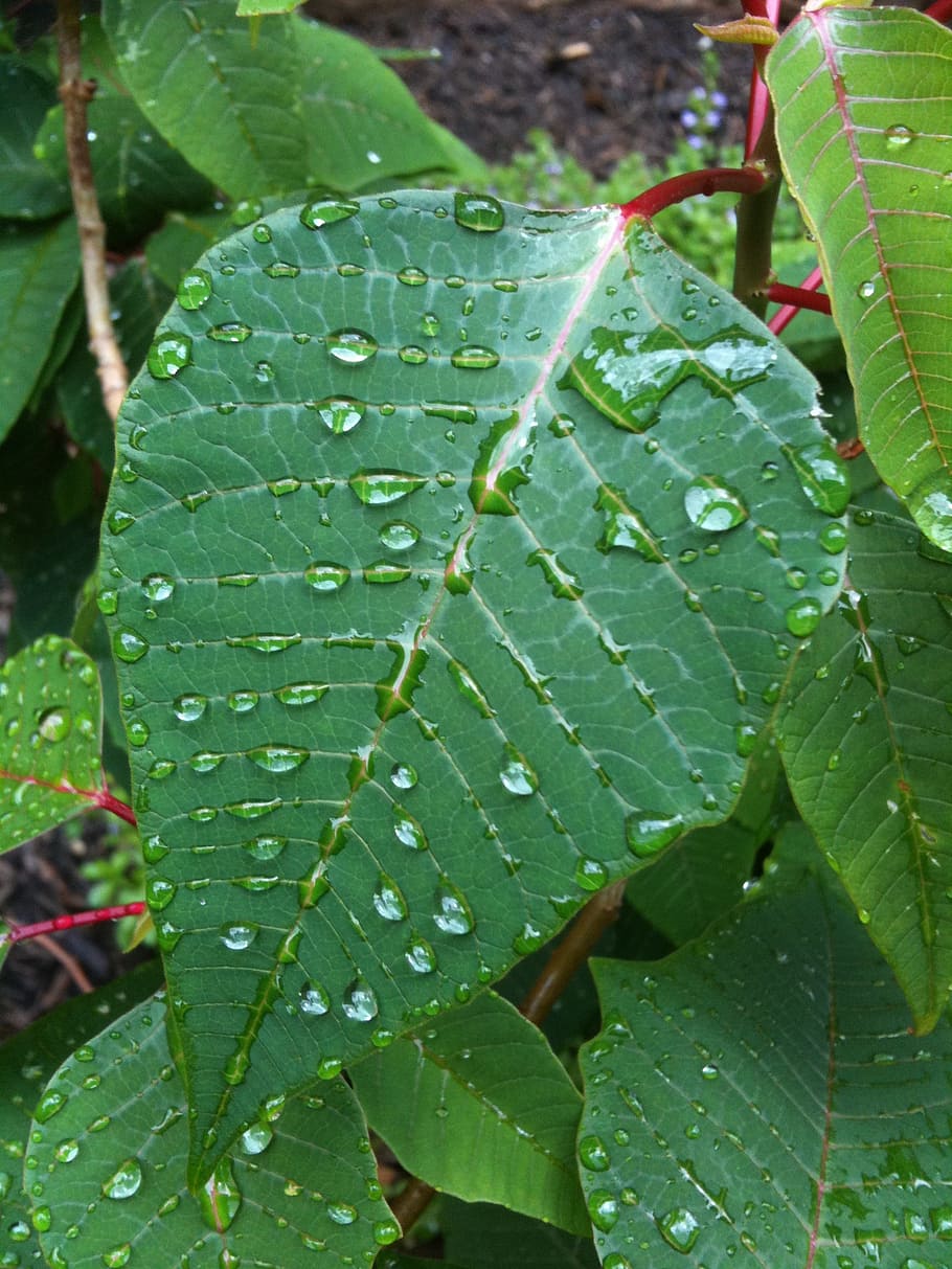 leaves, droplets, nature, water, clean, fresh, raindrop, clear HD wallpaper