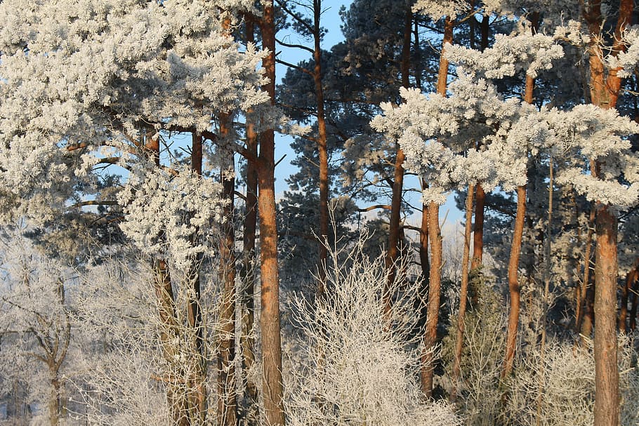 frost, forest, landscape, trees, cold, winter, icy, nature HD wallpaper