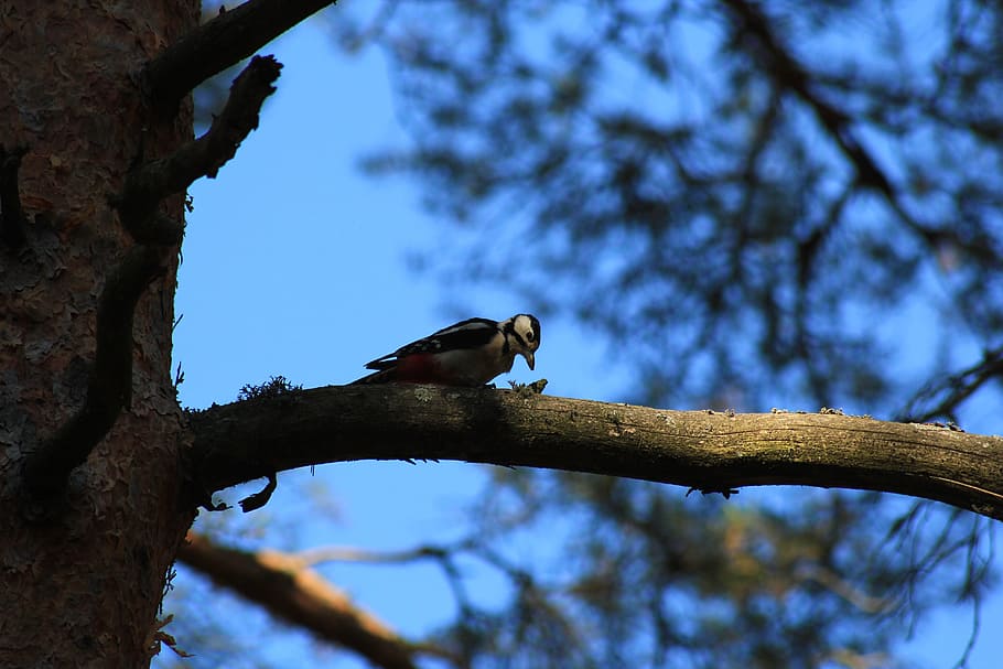 tree, nature, outdoors, bird, wood, environment, living nature HD wallpaper
