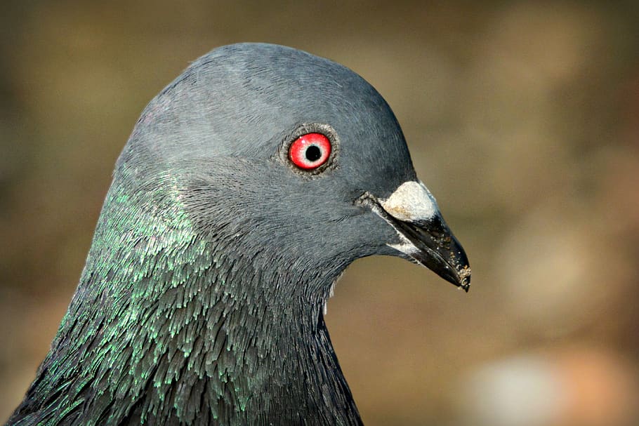 rock dove, pigeon, bird, plumage, feather, eye, beak, columbidae, HD wallpaper