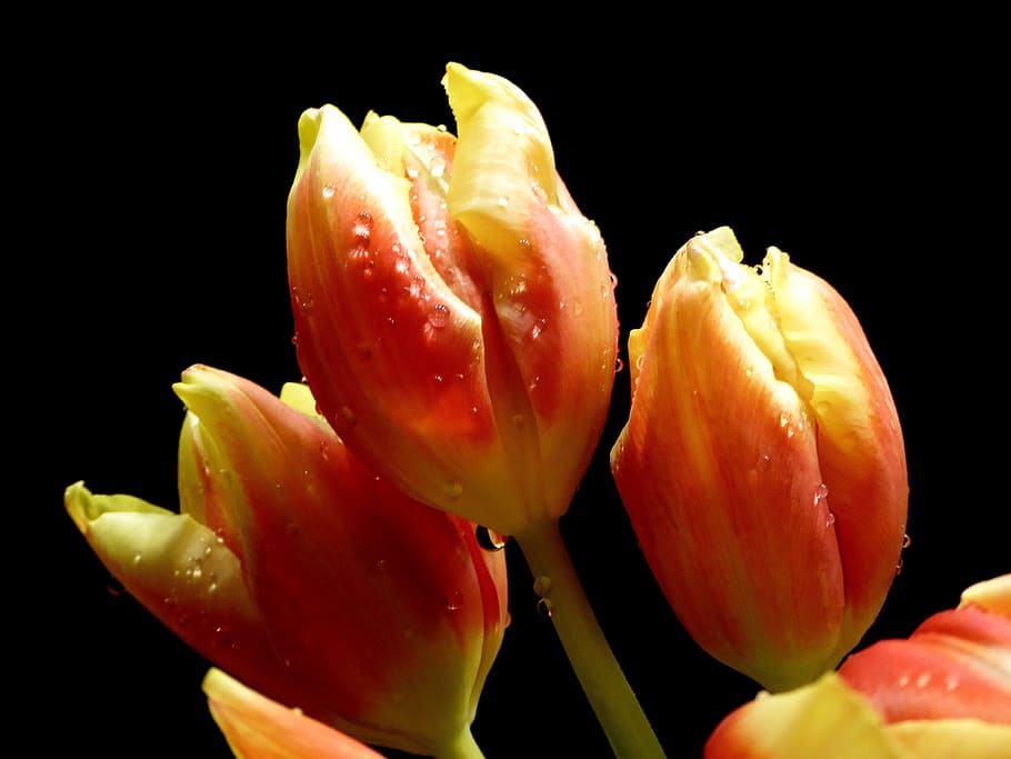 spring, tulips, salmon, yellow, cut flowers, close, nature HD wallpaper