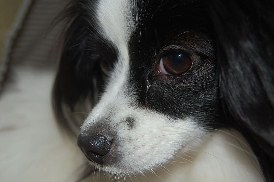 toy spaniel, dog, cute, one animal, animal themes, mammal, domestic animals HD wallpaper