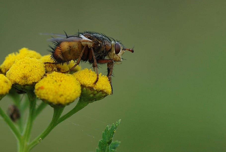 fly, bug, macro, ugly, hairy, flower, yellow, nature, close up HD wallpaper