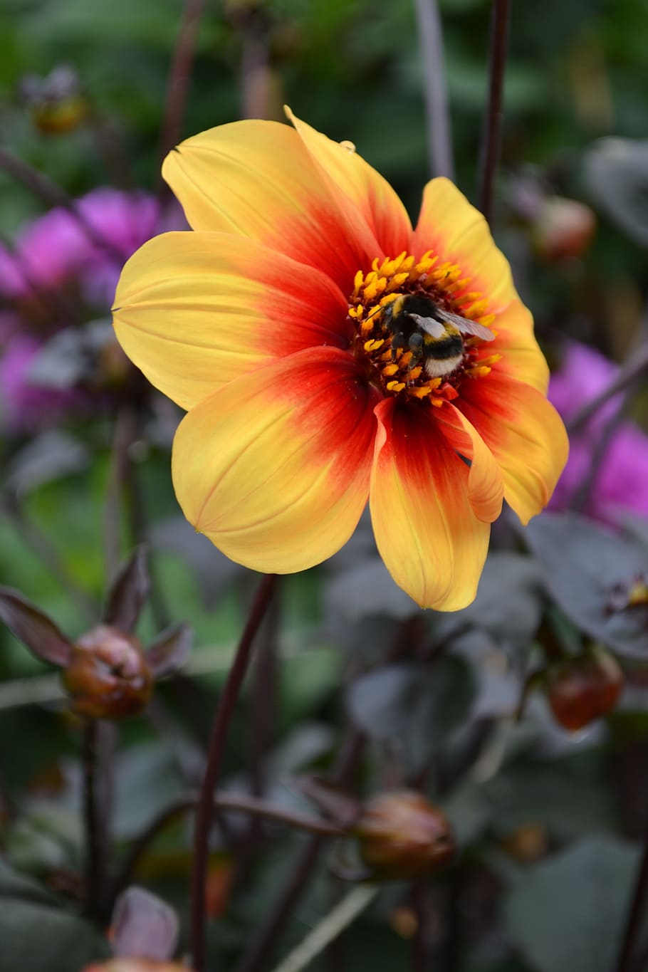 Bee, Pollen, Dahlia, Orange, Flower, red, honey, nature, insect HD wallpaper