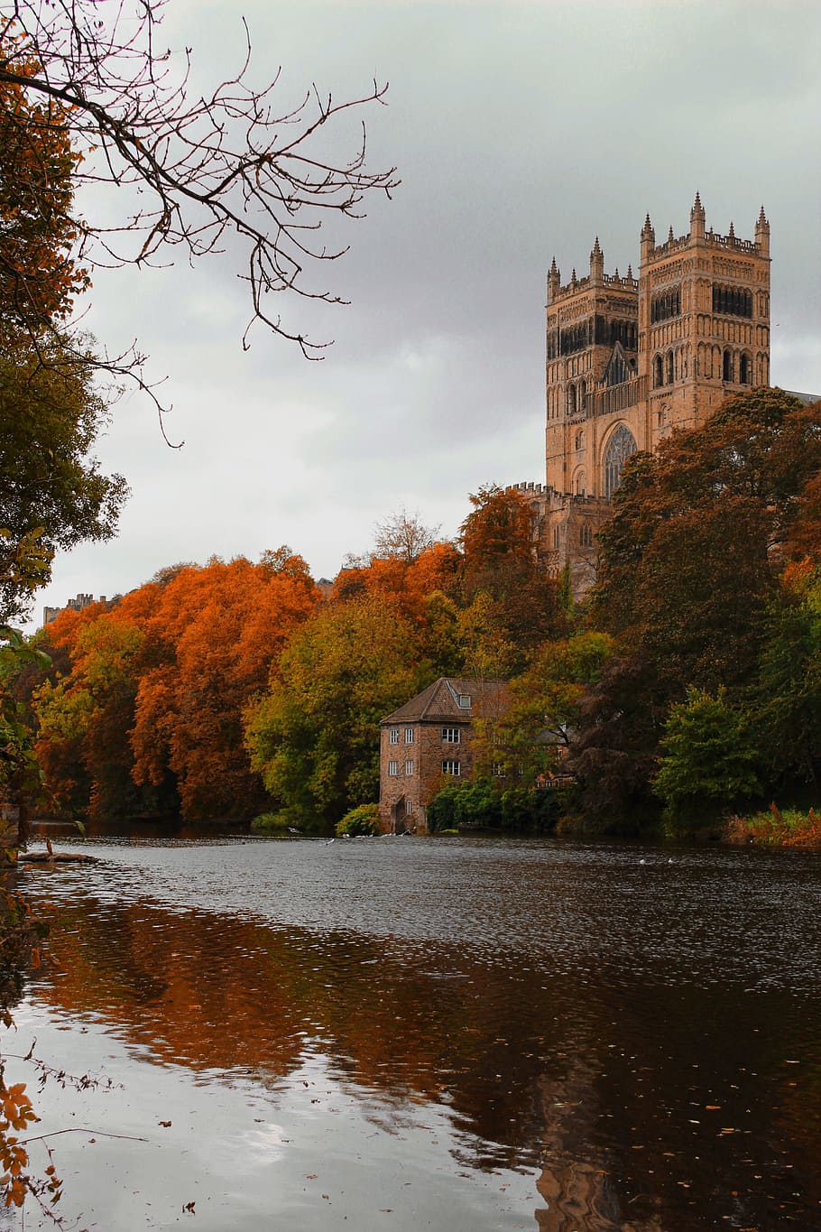 Durham, Cathedral, England, tree, autumn, reflection, no people