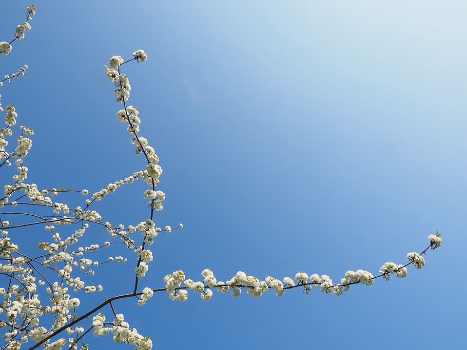 low angle photography of cherry blossom, white, spring, bloom HD wallpaper