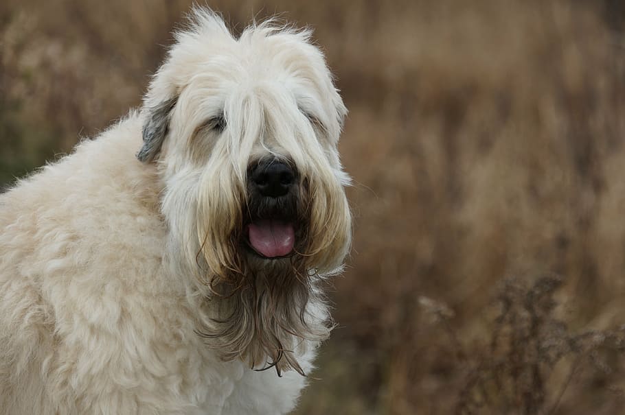 wheaten terrier, dog, pet, purebred, puppy, breed, furry, pedigree, HD wallpaper