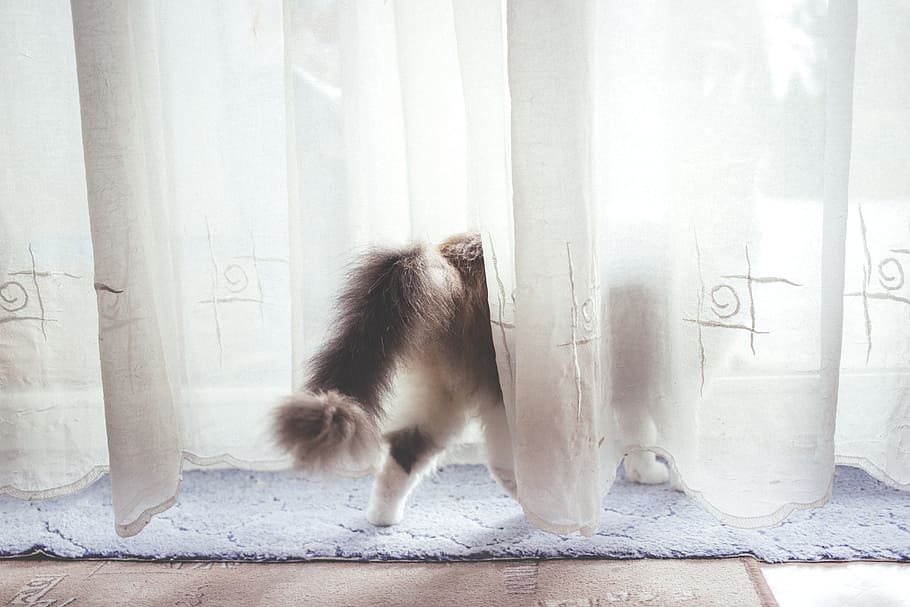 white and black cat behind curtain, animals, back, curtains HD wallpaper