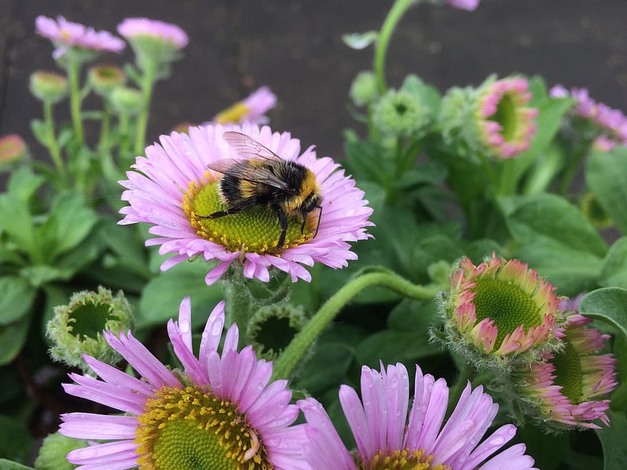 Bee, Flower, Insect, Pink, Purple, green, blossom, nature, june HD wallpaper