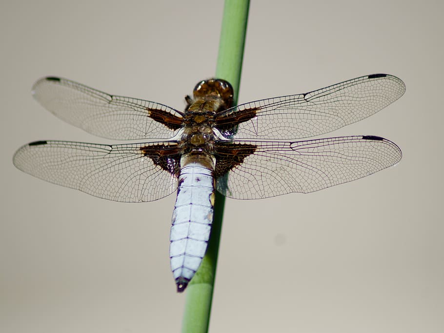 nature, insect, dragonfly, macro, animal wing, invertebrate HD wallpaper