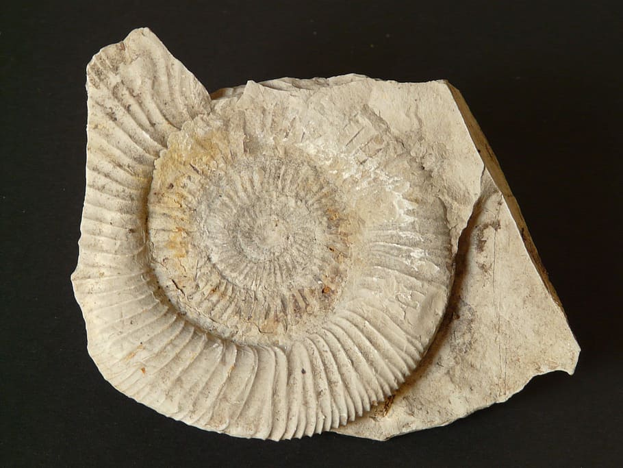 Petrification, Snail, Shell, ammonit, limestone, fossil, nature HD wallpaper