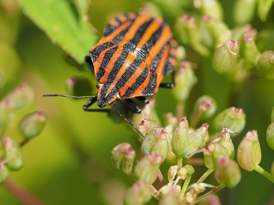 kněžice pásovaná, bug, macro, insect, animal themes, animals in the wild HD wallpaper