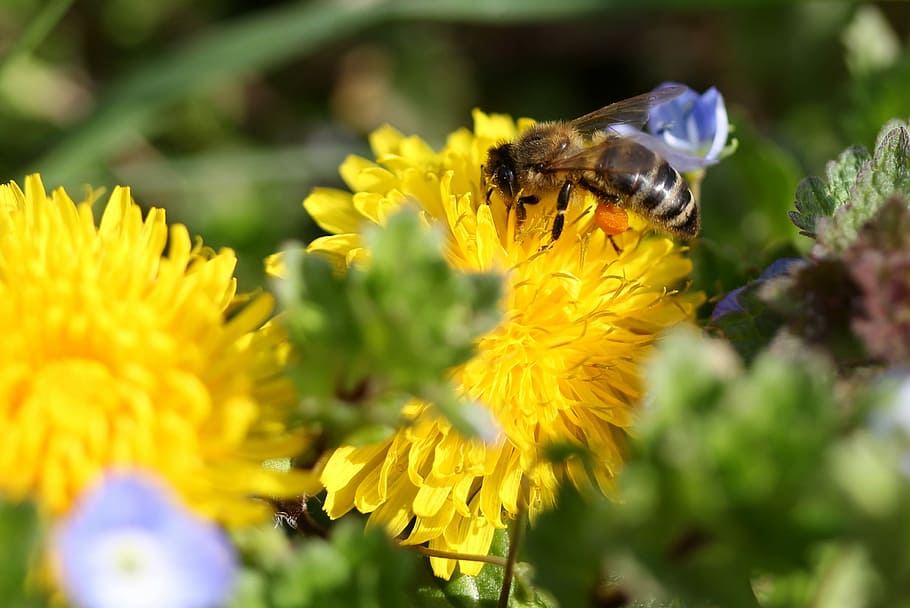 dandelion, bee, yellow, pollen, insecta, diligent, flower, nature HD wallpaper
