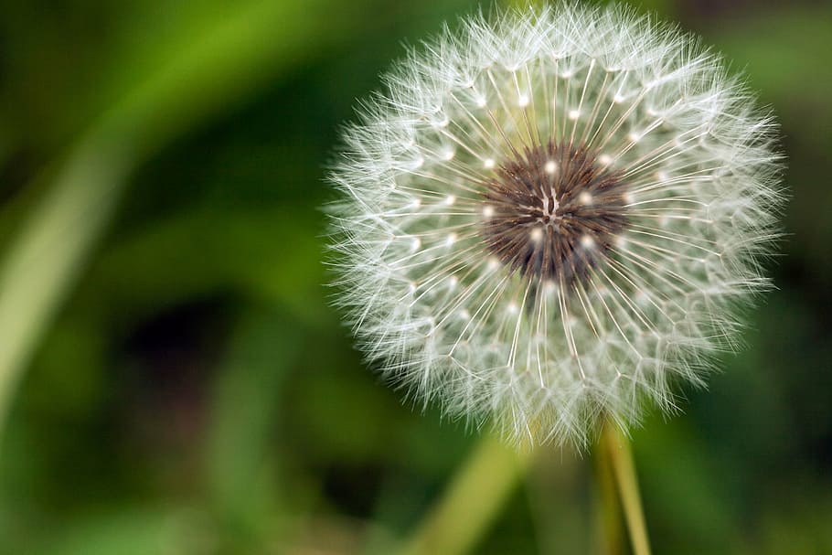 dandelion, white, fluffy, green, nature, plant, season, flower HD wallpaper