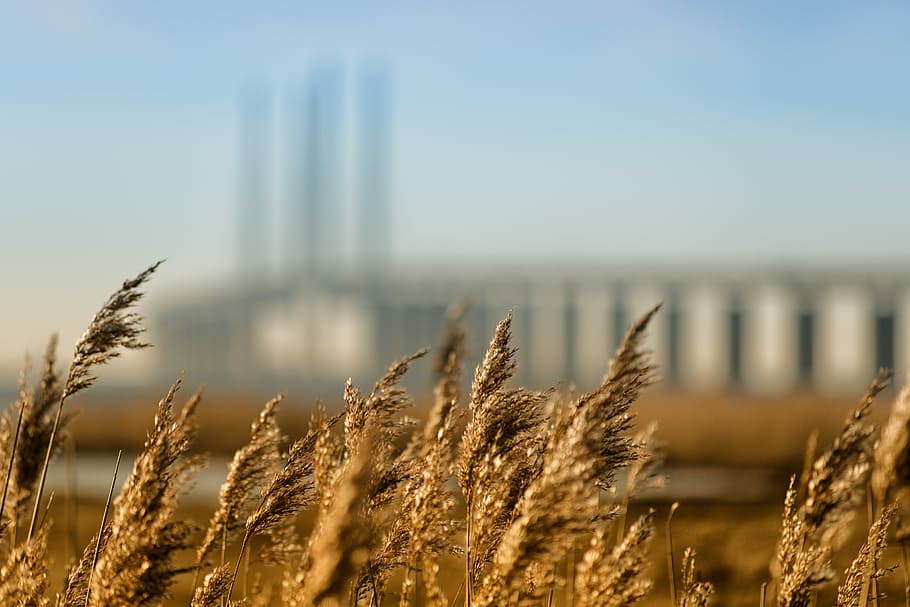 tilt shift lens photography of rice field, shallow focus photo of wheats HD wallpaper