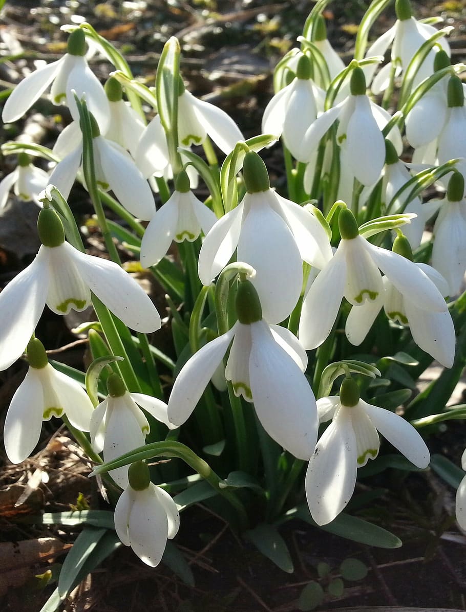 snowdrops, spring, forest floor, nature, plant, leaf, flower HD wallpaper