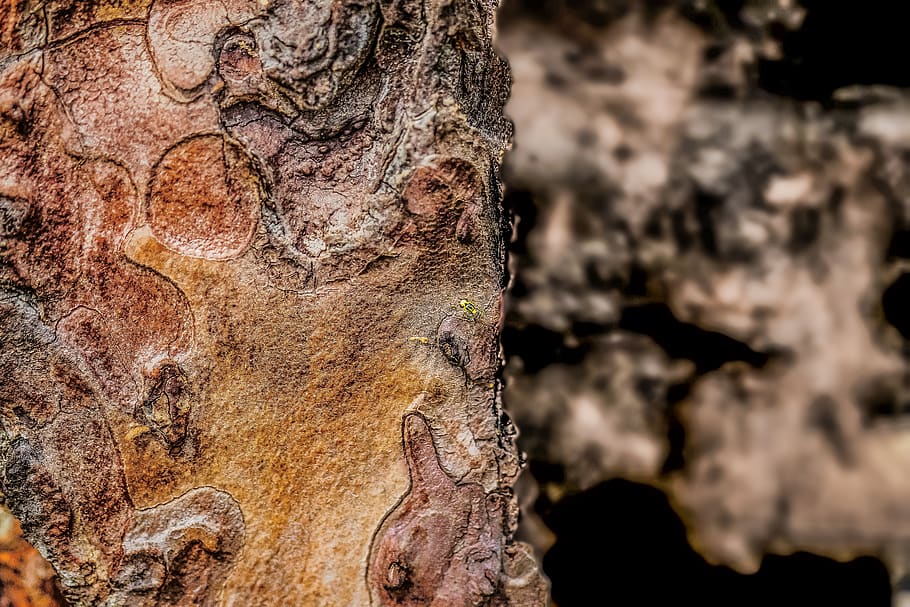 tree, face, nature, trees, log, tree trunk, close-up, textured HD wallpaper