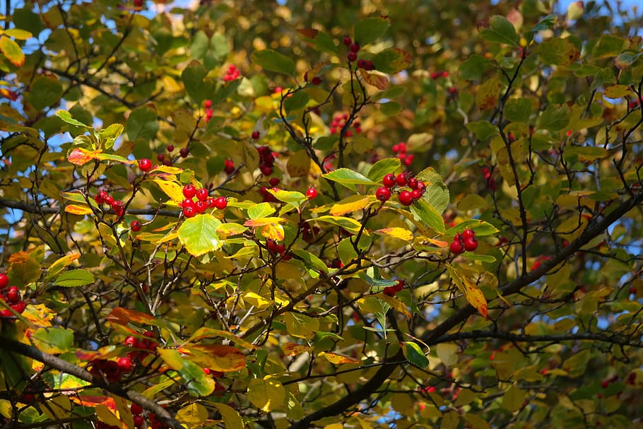 Berries, Fruits, Red, Tree, Leaves, berry red, leather leaf weißdorn