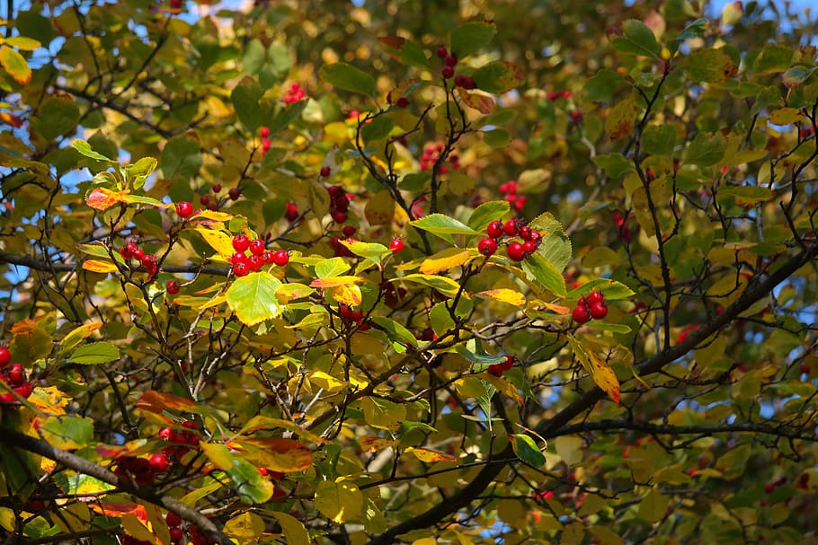 Berries, Fruits, Red, Tree, Leaves, berry red, leather leaf weißdorn HD wallpaper