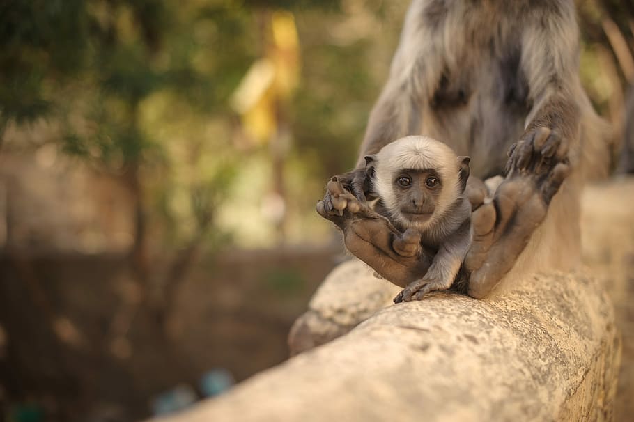 gray and brown monkey on brown wooden trees, tilt shift photo of primate HD wallpaper