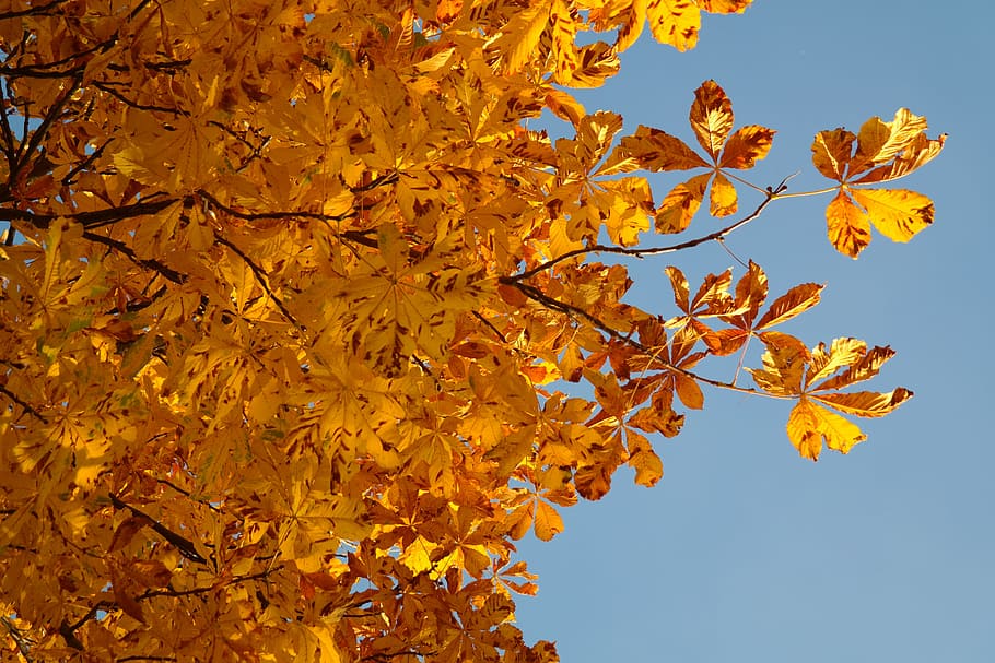 Horse Chestnut, Leaves, Fall, Gold, horse chestnut leaves, fall leaves, HD wallpaper