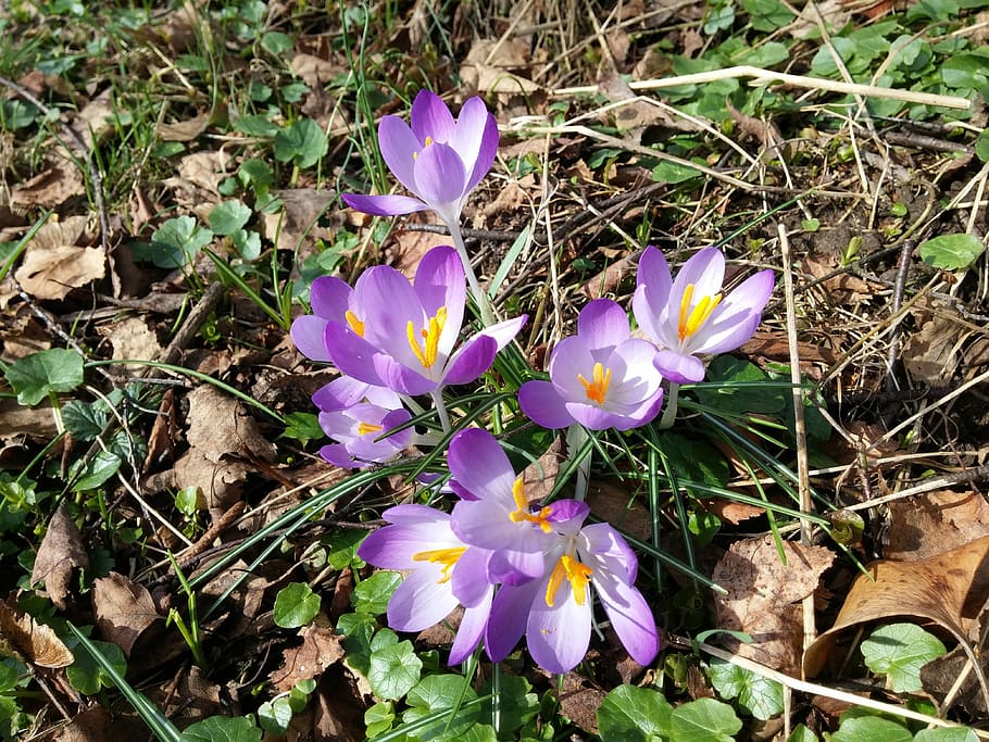 Crocus, Spring, Flower, spring flower, purple, nature, day HD wallpaper