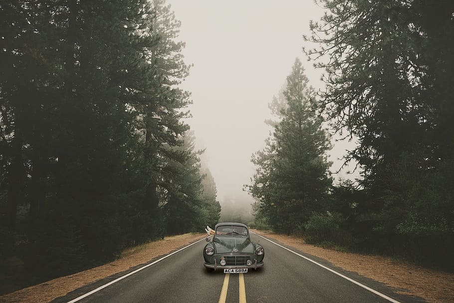 gray Volkswagen Beetle car in the middle of asphalt road surrounded with tall trees