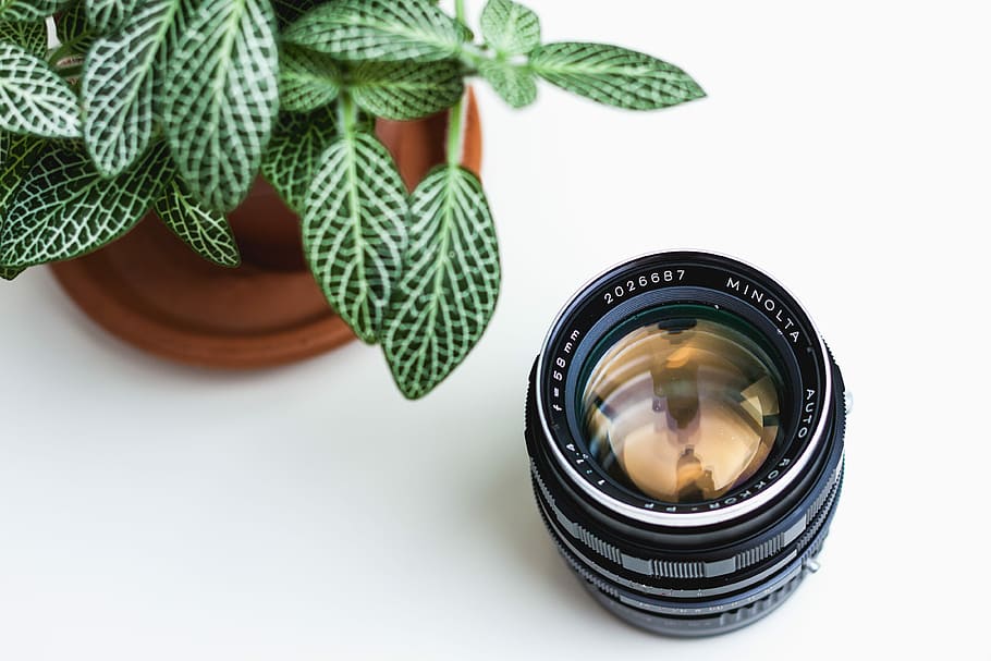 black camera lens beside potted green leafed plant, green leafed plants HD wallpaper