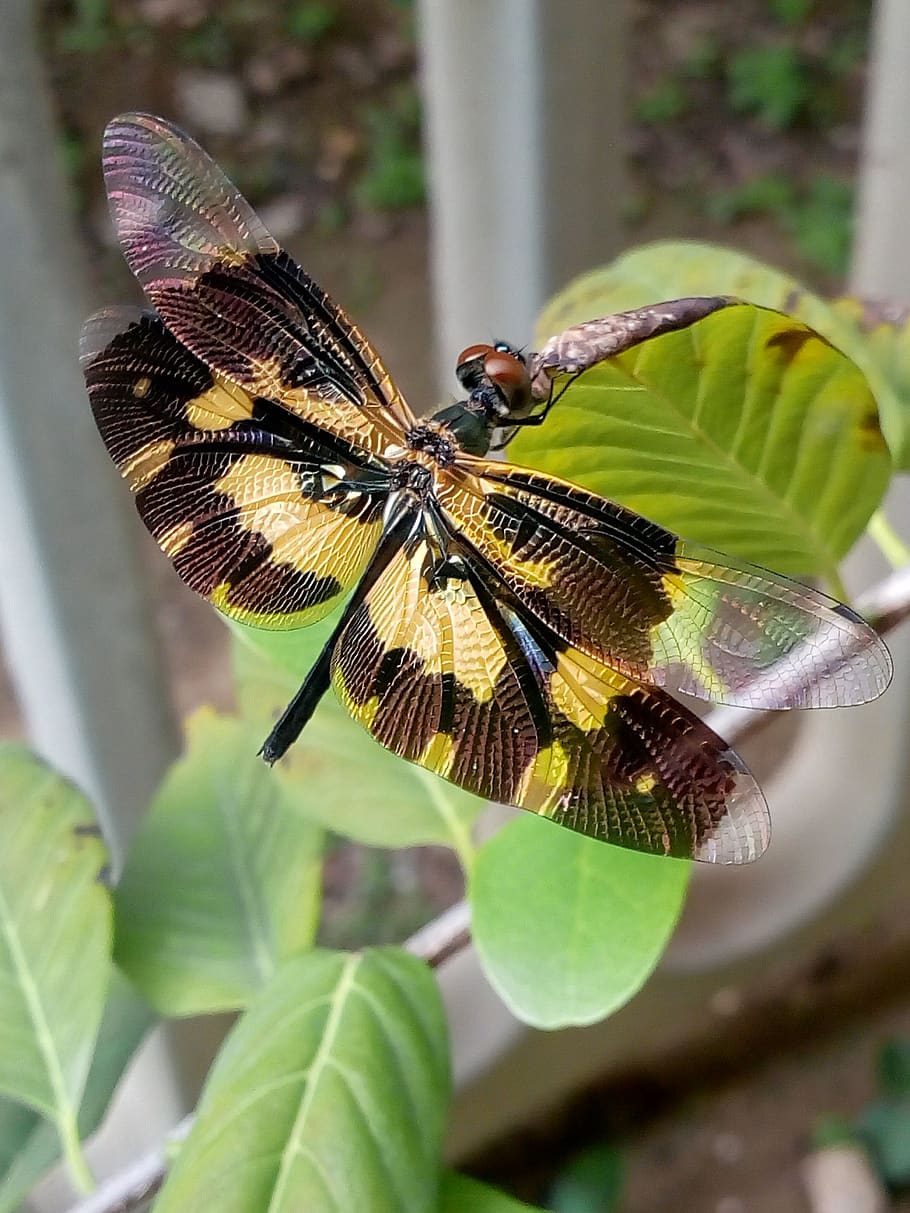 insect, dragonfly, big, animal themes, animal wildlife, animals in the wild HD wallpaper