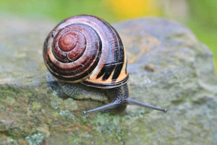 snail, shell, reptile, snail shell, mollusk, animal, close HD wallpaper