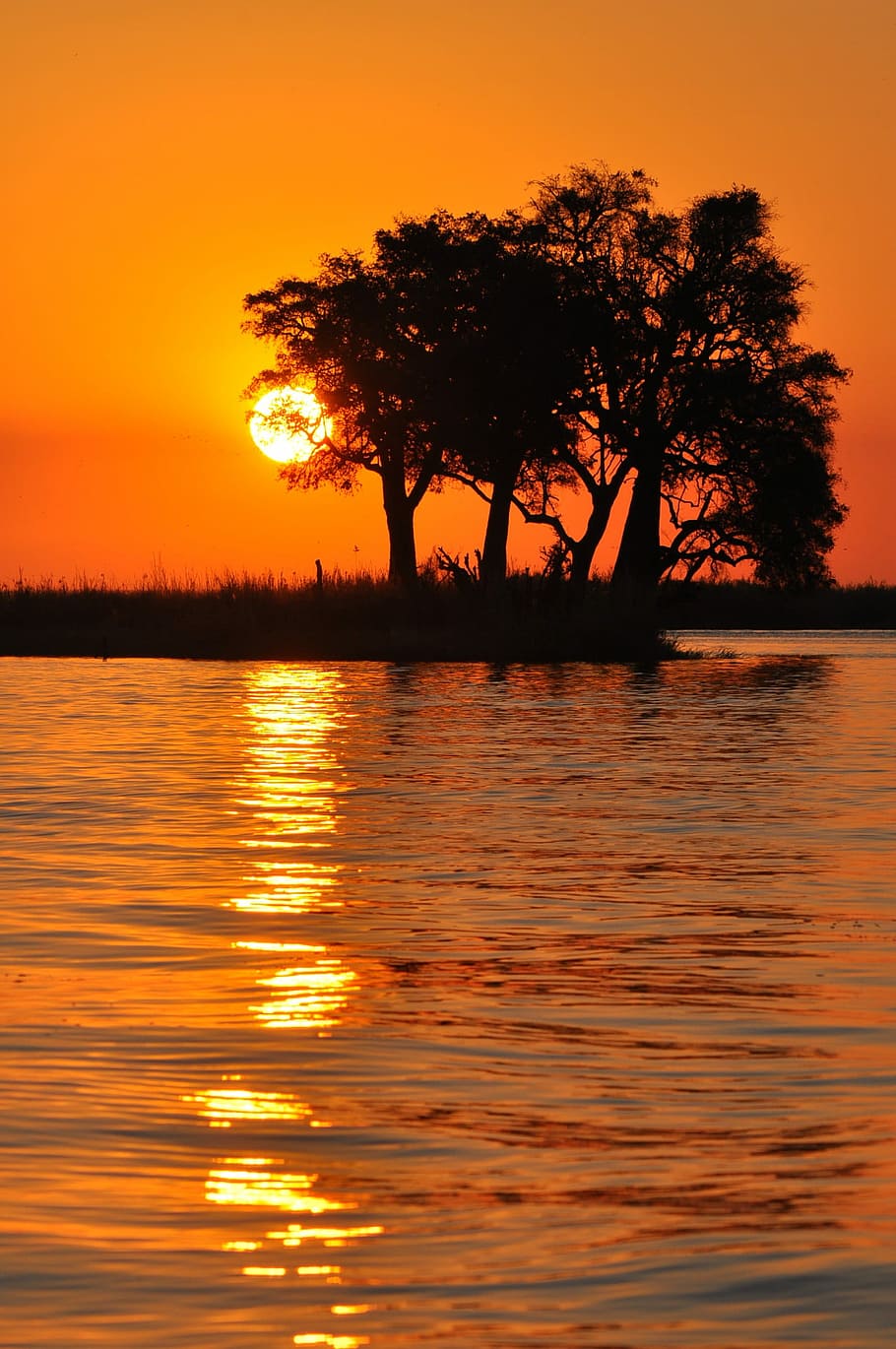 tree silhouettes near body of water during golden hour, sunset HD wallpaper