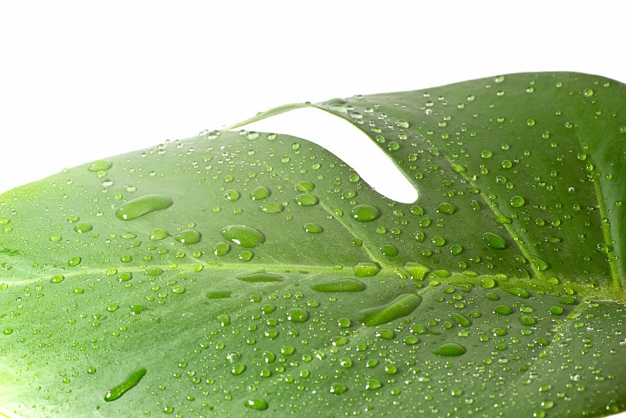 leaf, spring, nature, green, plant, fresh, leaves, foliage HD wallpaper