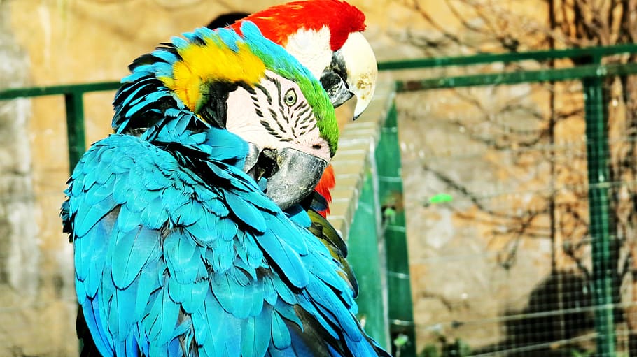 ave, macaw, parrot, zoo, animal, exotic bird, tropical bird HD wallpaper