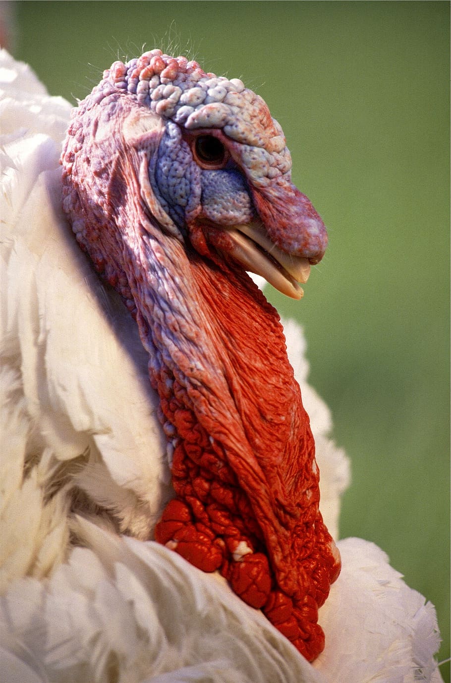 HD wallpaper: turkey, bird, male, poultry, animal, farm, feather, food, meat  | Wallpaper Flare