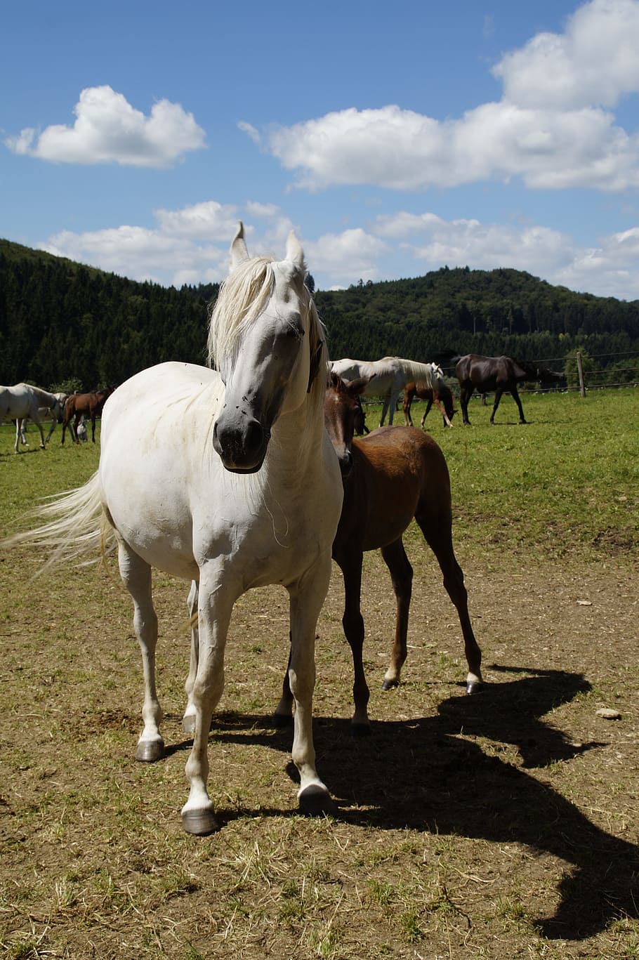 Country, Stud, Mare, Herd, Flock, country stud, mare herd, arabs HD wallpaper