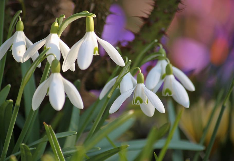 close up photo of flowers, snowdrop, spring, bloom, nature HD wallpaper