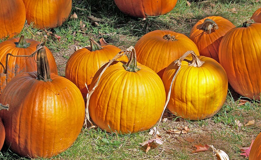 Pumpkins, Autumn, Fall, Halloween, Grass, lawn, orange color HD wallpaper