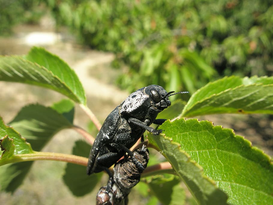 insect, beetle, black beetle, leaf, plant part, animal, animal themes HD wallpaper
