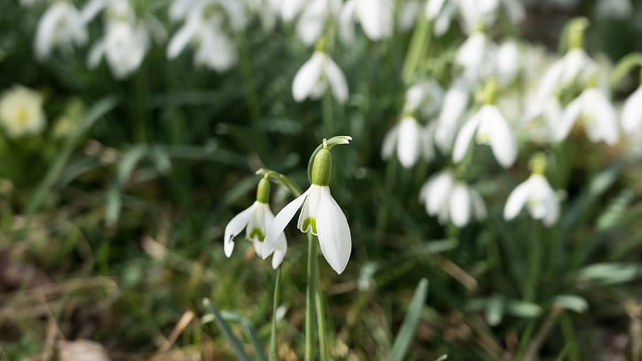 snowdrop, spring, white, green, flowers, nature, garden, plant HD wallpaper