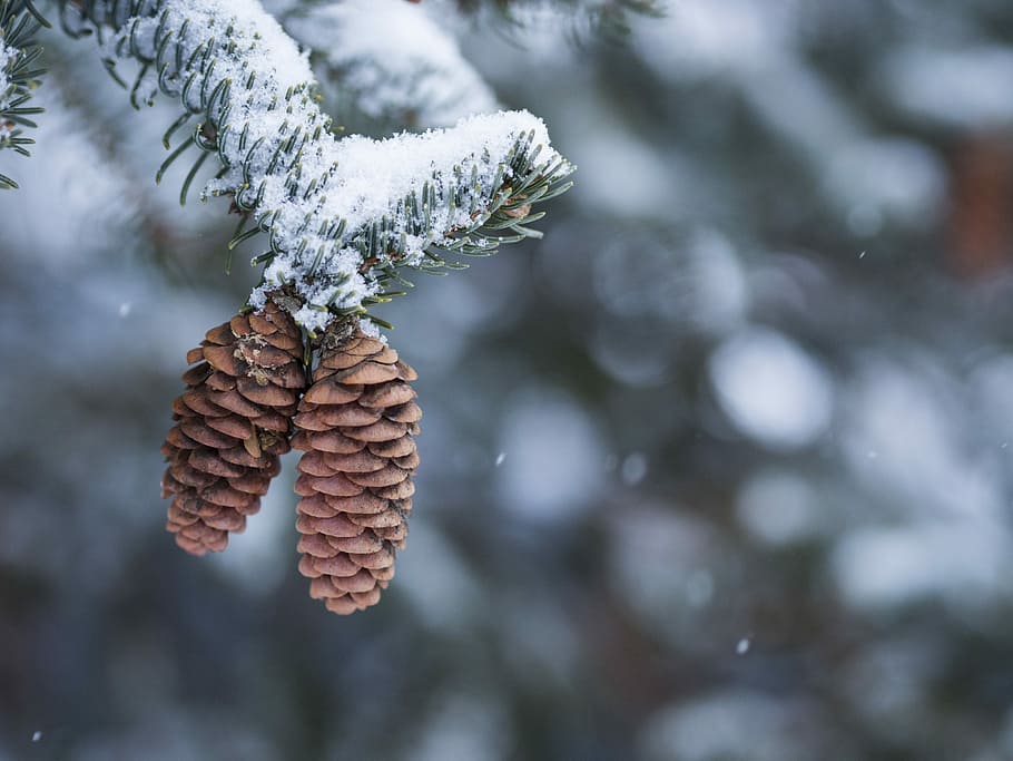 two pine cone hanging on pine tree, pine cone close-up photography HD wallpaper