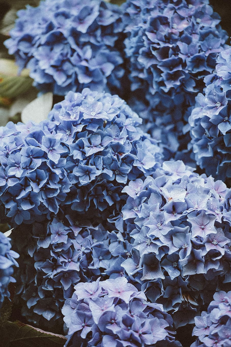 closeup photo of purple petaled flowers, blue, plant, beauty in nature, HD wallpaper