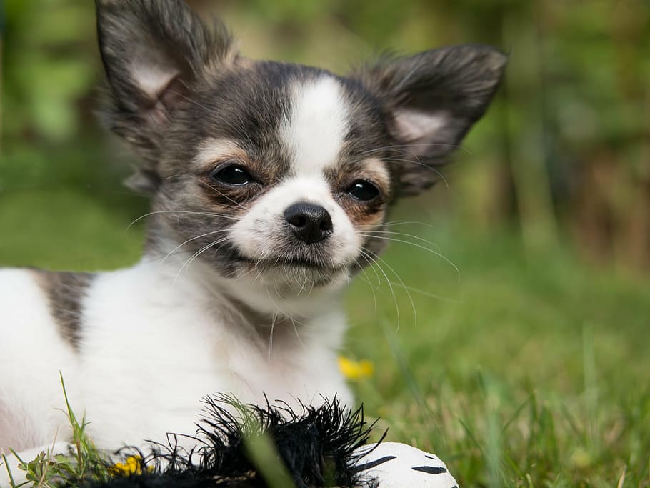 short-coated white and brown puppy, chihuahua, dog, baby, play