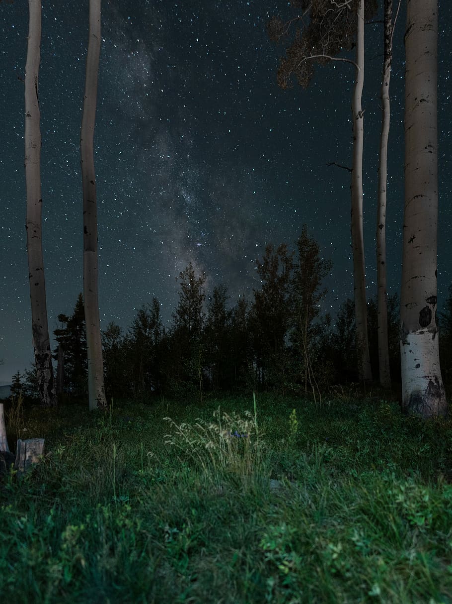 green grasses in between trees under gray sky filled with stars during night time, starry night HD wallpaper