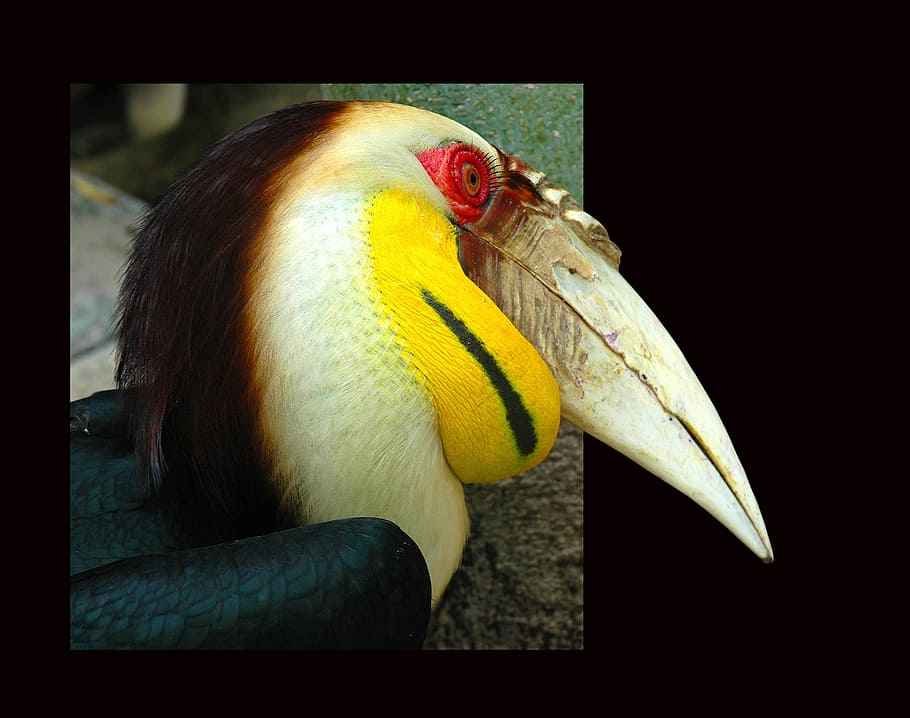 toucan, tropical bird, frame, animal themes, one animal, vertebrate HD wallpaper